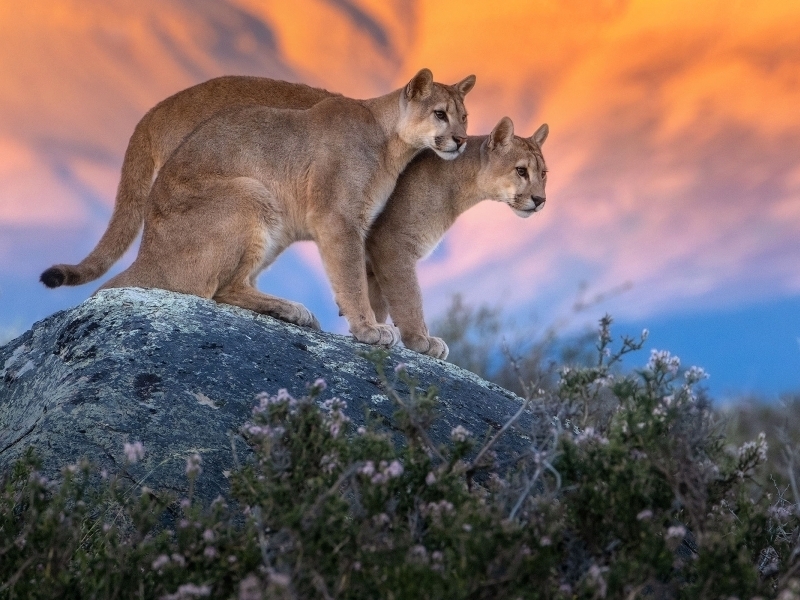 TOURS TO PHOTOGRAPH PUMAS: NEW ATTRACTION IN TORRES DEL PAINE