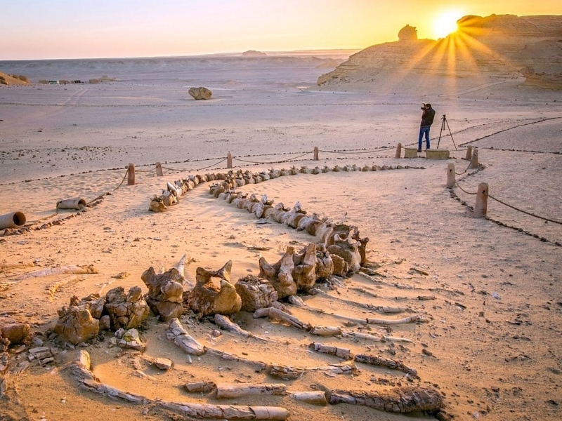 The Valley of the Whales, a fossil treasure in the desert of Egypt