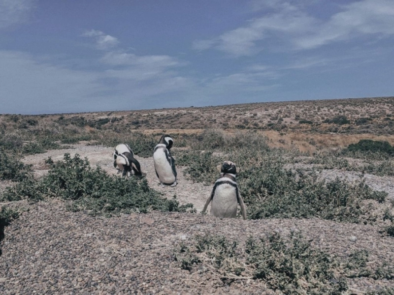 Punta Tombo: A Sanctuary for Penguins and Secluded Beaches